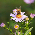 Wildflower Honey Extract