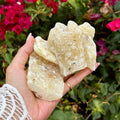 Hand holding Copal Blanco (also known as White Copal) with pink bougainvillea flowers in the background
